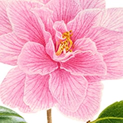 Camellia