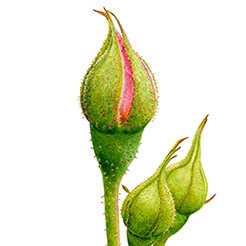 Rose bud