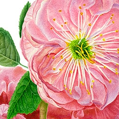 Rose Damascena